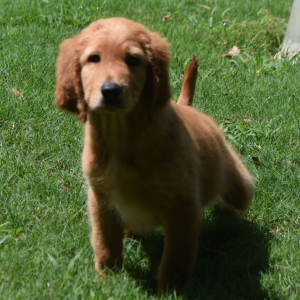 Labradoodle Puppy Rascal
