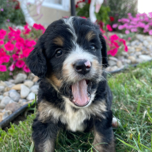 Bernedoodle Puppy Randy