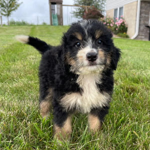 Bernedoodle Puppy Reghan