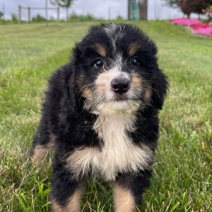 Bernedoodle Puppy Reghan