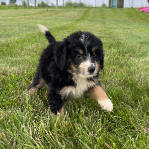 Bernedoodle Puppy Reghan