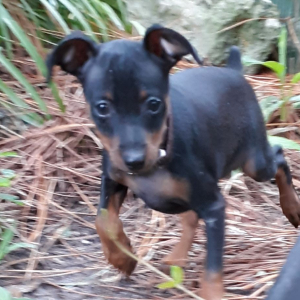 Miniature Pinscher Puppy Jack
