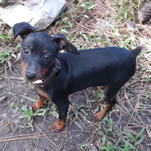 Miniature Pinscher Puppy Jack
