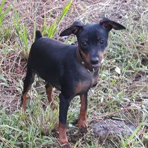 Miniature Pinscher Puppy Jack