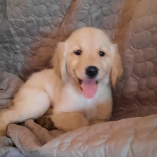Golden Retriever Puppy Oscar