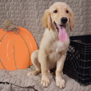 Golden Retriever Puppy Oscar
