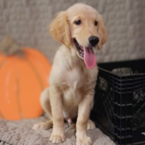 Golden Retriever Puppy Oscar