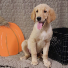 Golden Retriever Puppy Oscar