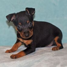 Miniature Pinscher Puppy Linus