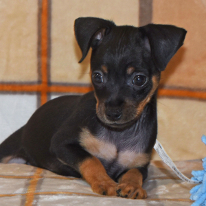 Miniature Pinscher Puppy Linus