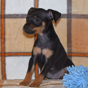 Miniature Pinscher Puppy Linus