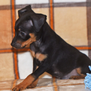 Miniature Pinscher Puppy Linus
