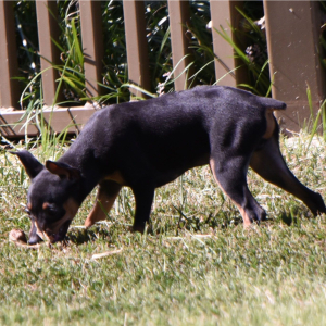 Miniature Pinscher Puppy Linus