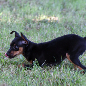 Miniature Pinscher Puppy Linus