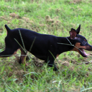 Miniature Pinscher Puppy Linus