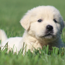Golden Retriever Puppy Mary