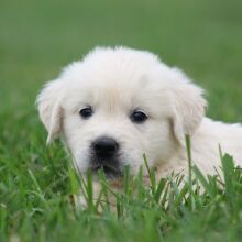 Golden Retriever Puppy Mary