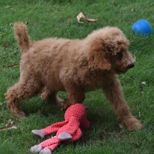 Goldendoodle Puppy Siri