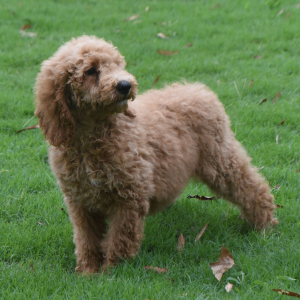Goldendoodle Puppy Siri