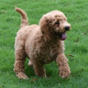 Goldendoodle Puppy Siri