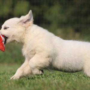 Golden Retriever Puppy Veronica