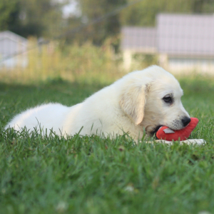 Golden Retriever Puppy Veronica