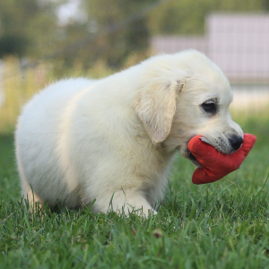 Golden Retriever Puppy Veronica