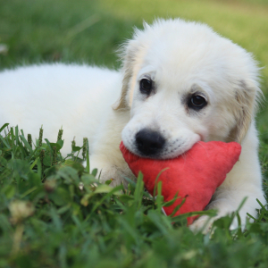 Golden Retriever Puppy Veronica