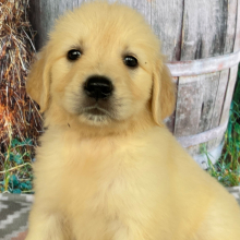 Golden Retriever Puppy Elsa