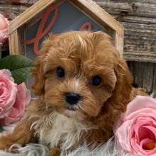 Cavapoo Puppy Temple