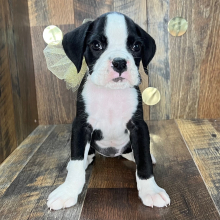 Boxer Puppy Jennifer