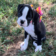 Boxer Puppy Jennifer