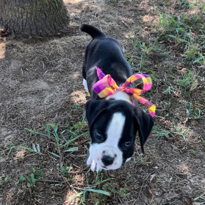 Boxer Puppy Jennifer
