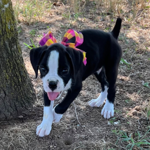 Boxer Puppy Jennifer