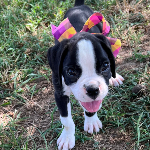 Boxer Puppy Jennifer