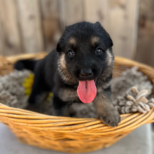 German Shepherd Dog Puppy Revelie