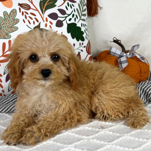 Cavapoo Puppy Alex
