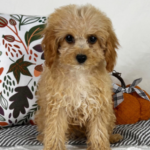 Cavapoo Puppy Alex