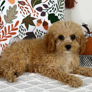 Cavapoo Puppy Alex