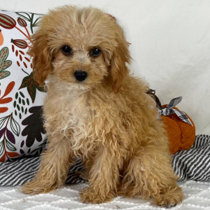 Cavapoo Puppy Alex