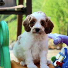 Goldendoodle Puppy Sunflower