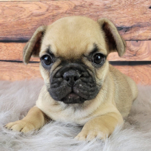French Bulldog Puppy Lyndon