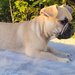 French Bulldog Puppy Lyndon