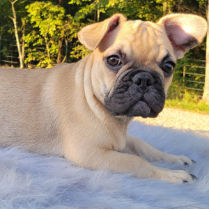 French Bulldog Puppy Lyndon