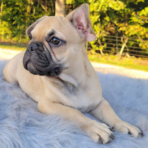 French Bulldog Puppy Lyndon
