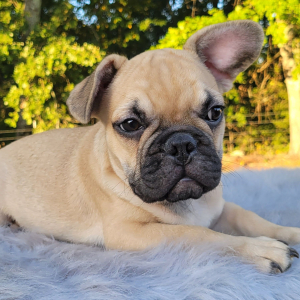 French Bulldog Puppy Lyndon