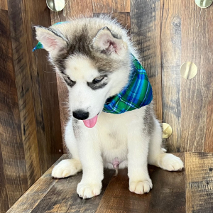 Siberian Husky Puppy Cade