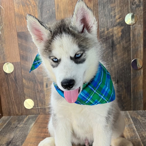Siberian Husky Puppy Cade