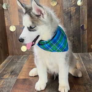 Siberian Husky Puppy Cade