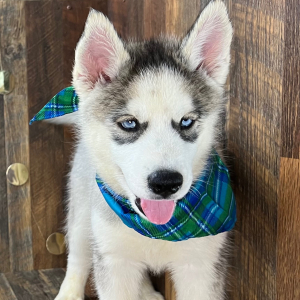 Siberian Husky Puppy Cade
